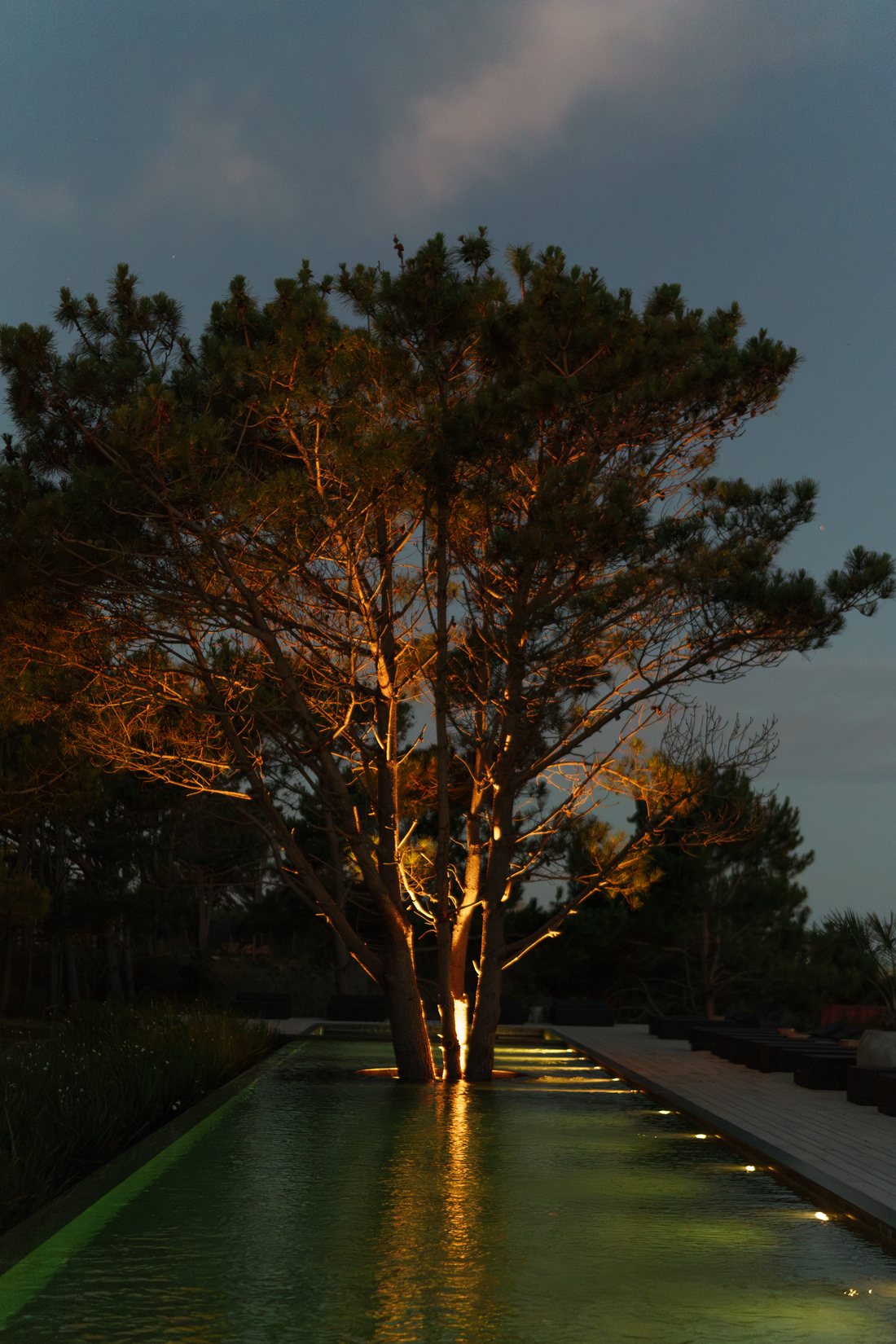 Piscina de noche con árbol iluminado · Kemay